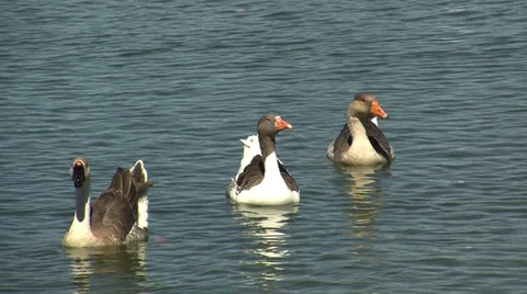 Geeese and ducks 3 sitting in water Stock Footage 39509654
