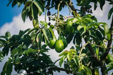 Geen avocado in the tree Foto stock