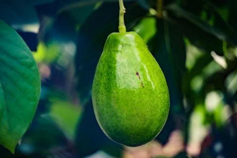 Geen avocado in the tree Stock Photos