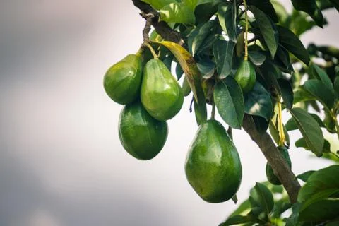 Geen avocado in the tree Stock Photos