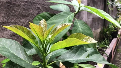 Geen leaf  breeze Stock Footage 222049214