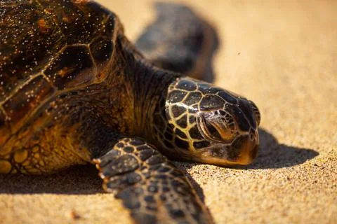 Geen Sea Turtle. Stock Photos