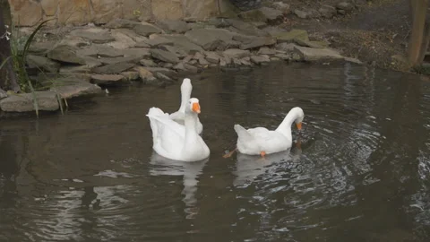 Geese 03 Stock Footage 95859122