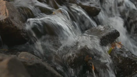 Geese 07 Stock Footage 95859177