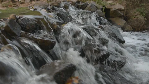 Geese 08 Stock Footage 95859253