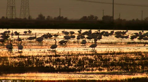 Geese 1 Stock Footage 306341