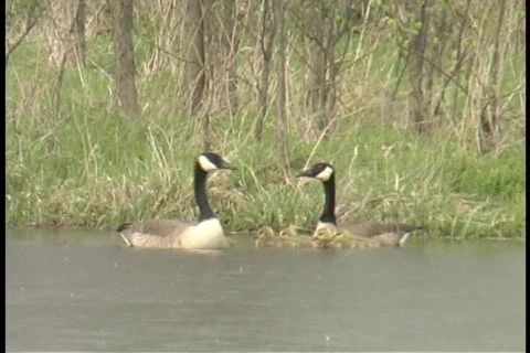 Geese 1 Stock Footage 343060