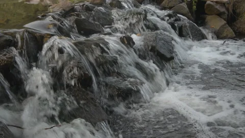 Geese 10 Stock Footage 95859334