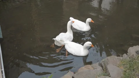 Geese 12 Stock Footage 95859370