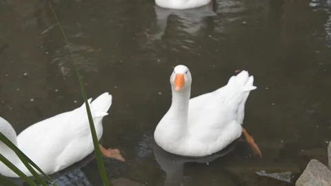 Geese 14 Stock Footage 95859450