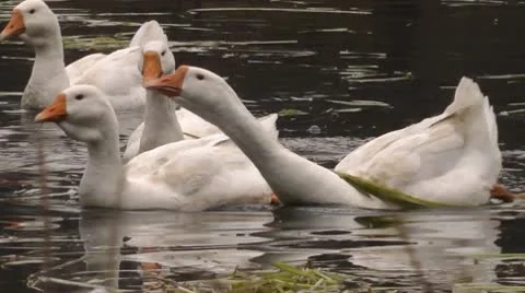 Geese 2 Stock Footage 8851679