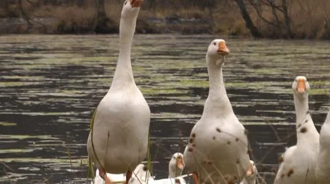 Geese 3 Stock Footage 8851622