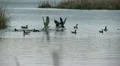 Geese Altercation HD Footage