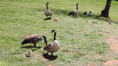 Geese and Babies in Spring Stock Footage 236812011