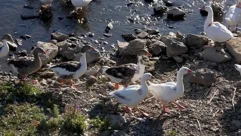 Geese and duck Stock Footage 113994797