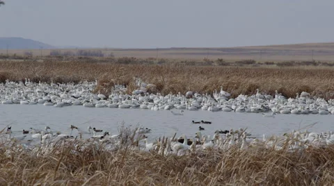 Geese and ducks feed flaps and swim in Montana marsh Stock Footage 68085712