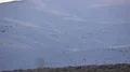 Geese and Ducks In Flight, Migration 4k or 4k+ Resolution