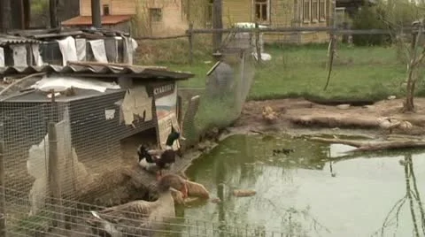 Geese and ducks Stock Footage 8978307