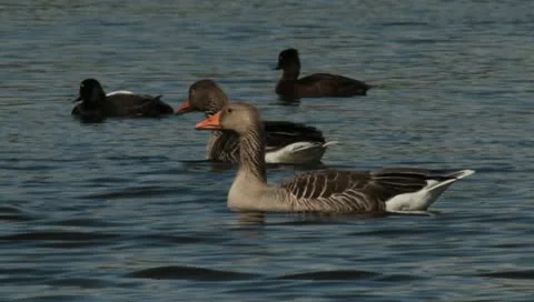 Geese and ducks Stock Footage 11061209