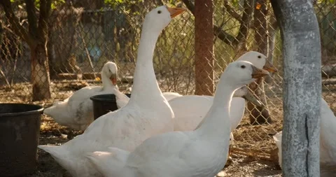 Geese and ducks Stock Footage 140233772