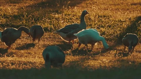 Geese and ducks foraging on grass during sunset near a calm pond Stock Footage 338300990