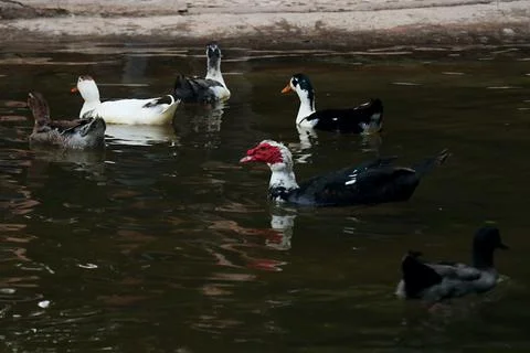 Geese and ducks Stock Photos