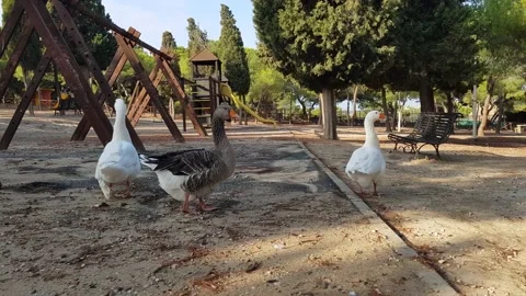 Geese and ducks in a playground Stock Footage 201286817