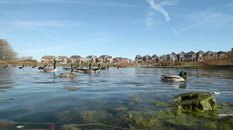 Geese and ducks in the pond Video stock 8956929