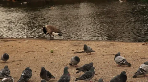 Geese and Ducks by Pond Stock Footage 37721684