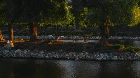 Geese and ducks rest on a small island on the lake in the park in the rays of Stock Footage 248311451