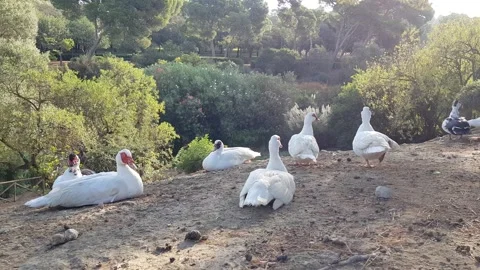Geese and ducks resting and relaxing Stock Footage 201286712