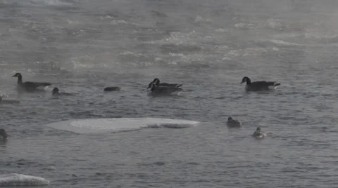 Geese and Ducks on river Stock Footage 33896343