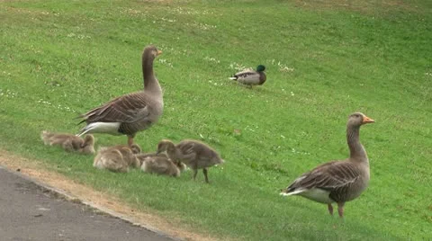 Geese and Goslings Video stock 10761235