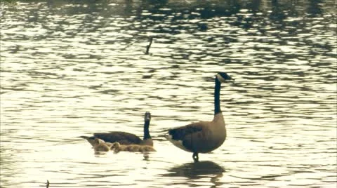 Geese and goslings 動画素材 11130666