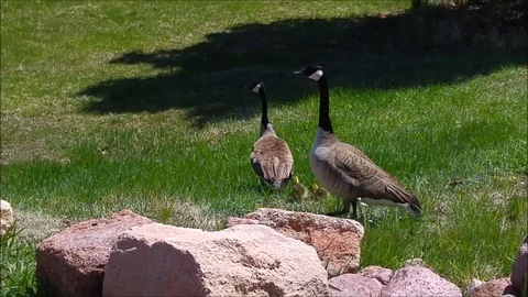 Geese and Goslings 스톡 동영상 88640819