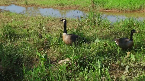 Geese and goslings Stock Footage 128986317