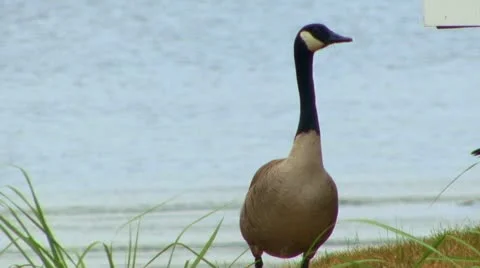 Geese and grass Stock Footage 8914323