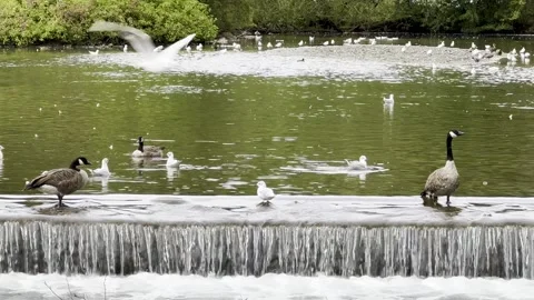 Geese and gulls Stock Footage 282217546