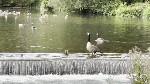 Geese and gulls Stock Footage 282217603