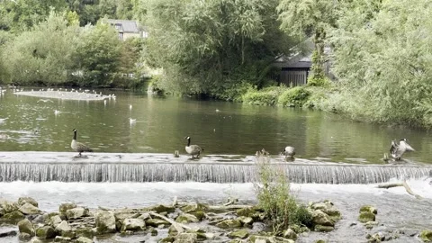 Geese and gulls Stock Footage 282217610
