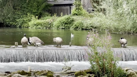 Geese and gulls Stock Footage 282217852