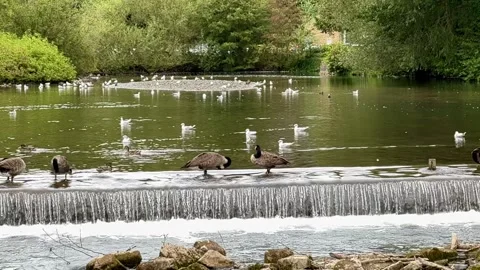 Geese and gulls Stock Footage 282217898
