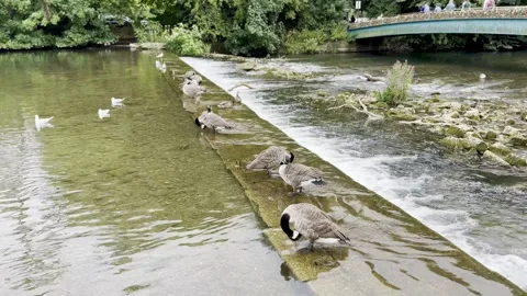 Geese and gulls Stock Footage 282217907