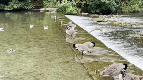 Geese and gulls Stock Footage 282217924