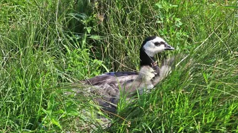 Geese and in a nature Video stock 24661346