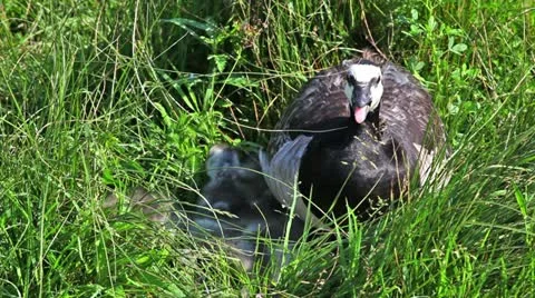Geese and in a nature Stock Footage 24662140