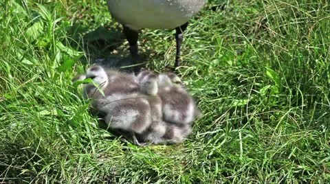 Geese and in a nature Video stock 24665873