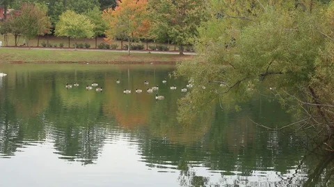 Geese and walker  Stock Footage 81752247