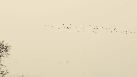 Geese, Anser anser, a cluster flying over the fields Stock Footage 104730285