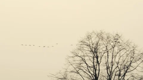 Geese, Anser anser, a cluster flying over the fields Stock Footage 104730383